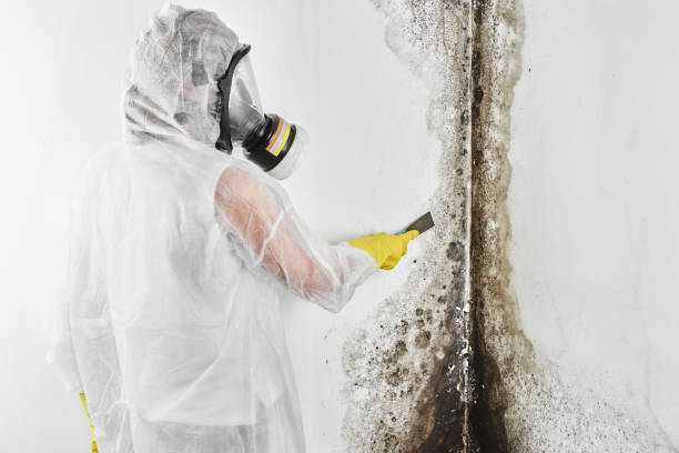 Best DIY Mold Remediation Support Services in Port Norris, NJ