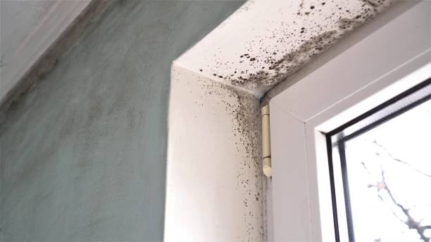 Best White Mold Remediation in Port Norris, NJ