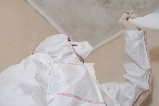 Best Basement Mold Remediation in Port Norris, NJ