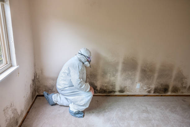 Best Mold Remediation for Specific Building Types in Port Norris, NJ