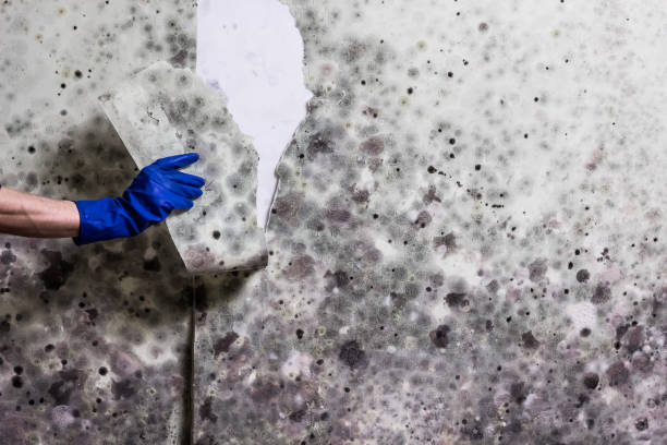 Best Mold Remediation for Specific Building Types in Port Norris, NJ