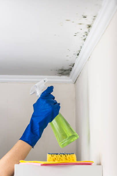 Best Black Mold Remediation in Port Norris, NJ