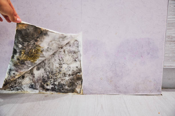 Best Residential Mold Remediation in Port Norris, NJ